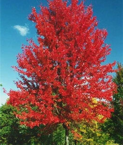 autumn blaze maple